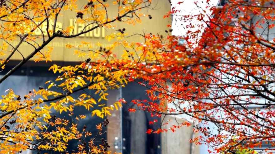 Hanoi coated with charming look during leaf changing season